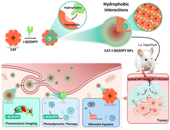 Graphical abstract: Multifunctional protein-based self-assembled nanoplatform: overcoming hypoxic tumor microenvironment for enhanced imaging-guided photodynamic therapy